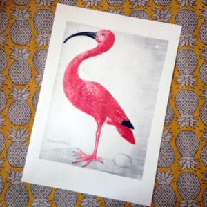 Kvinnohistorisk affisch med en röd Ibis